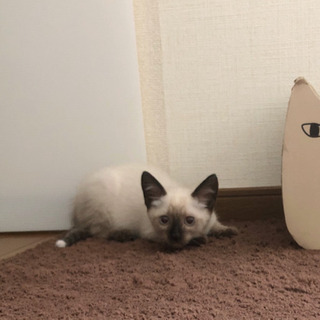 シャム系オス里親様決まりました
