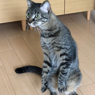 三度保護されたラッキーボーイ！