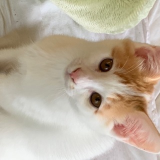 子猫里親