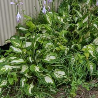 宿根草ギボウシ(ホスタ)2株の画像