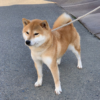柴犬、豆柴ブリーダーしませんか