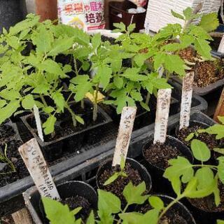 イタリア トマト 苗