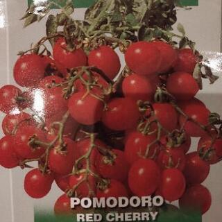 イタリア トマト 苗の画像