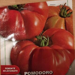 イタリア トマト 苗の画像