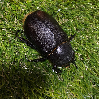 ネプチューンオオカブト　ペア