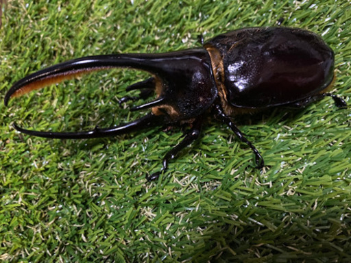 ネプチューンオオカブト　ペア