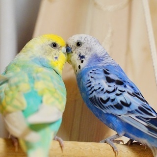 迷子のインコ2羽探してます