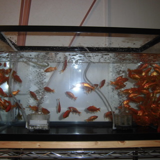 金魚　5cm～6cm　5匹単位で無料で差し上げます。取引完了いた...
