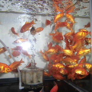 金魚　5cm～6cm　5匹単位で無料で差し上げます。取引完了いたしました。ありがとうございました。の画像