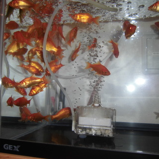 金魚　5cm～6cm　5匹単位で無料で差し上げます。取引完了いたしました。ありがとうございました。の画像