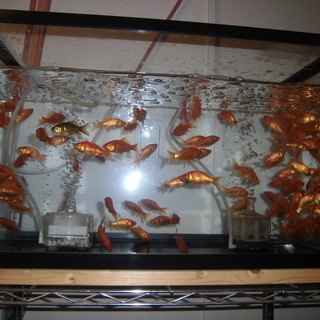 金魚　5cm～6cm　5匹単位で無料で差し上げます。取引完了いたしました。ありがとうございました。の画像