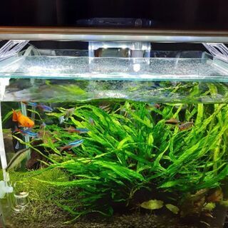 水槽　熱帯魚　水草　まとめ売りの画像