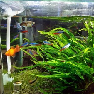 水槽　熱帯魚　水草　まとめ売りの画像