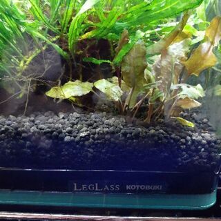 水槽　熱帯魚　水草　まとめ売りの画像