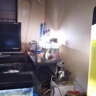 アフリカンシクリッド水槽Gex60cmアフリカンシクリッド3匹セ...