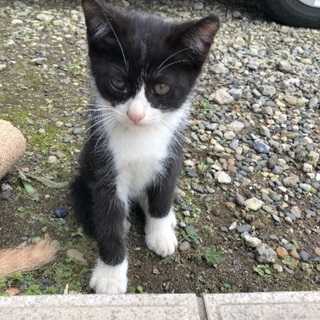 ねこちゃんの飼い主 募集中です(^^)