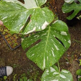 観葉植物　斑入りモンステラ　大き目