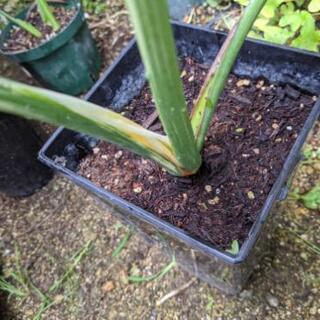 観葉植物　斑入りモンステラ　大き目の画像