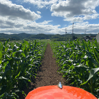 農園で収穫、出荷作業9:00〜17:00（不規則短時間OK）通勤...
