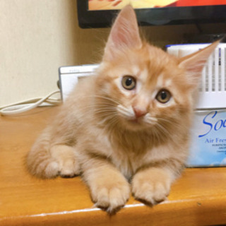 里親急募・子猫メス１匹のみ＊