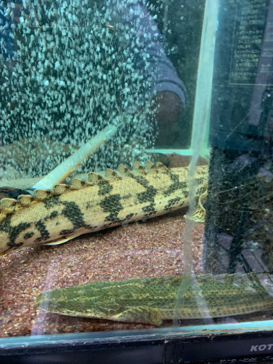 古代魚　大型魚　ポリプテルス　エンドリケリー