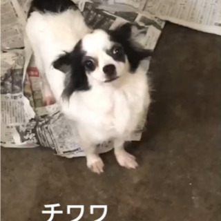 チワワ