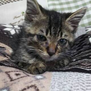 捨てられた(？)子猫のレイちゃん（1.5ヶ月）