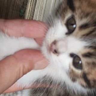 ２ヶ月ぐらいの♀ネコチャン