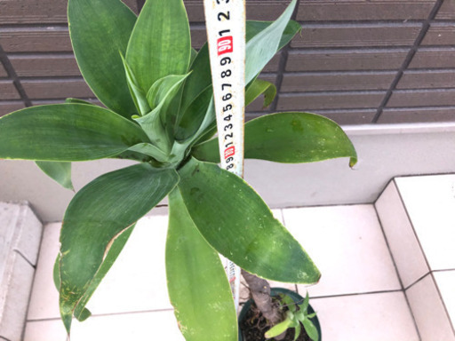 アガベアテナータ高さ90cmを5000円で売ります