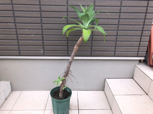 アガベアテナータ高さ90cmを5000円で売ります