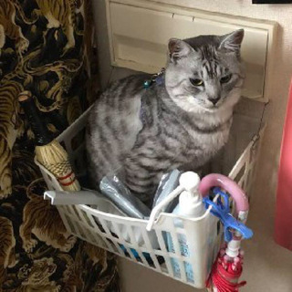 灰色のトラ猫探しています。