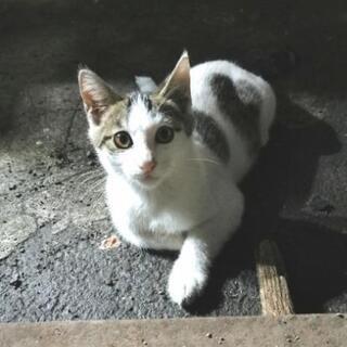子猫（オス）の里親募集！