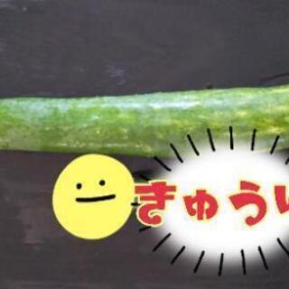 きゅうり タップリ食べられます
