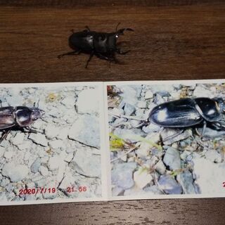 天然オオクワガタ
