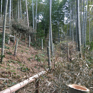 流しソーメン用の竹
