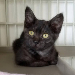 ブラックスモークのゴロゴロ子猫（けむりちゃん）