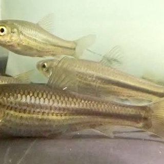 ※🐟モロコ【生体】※ 10匹〜50円の画像