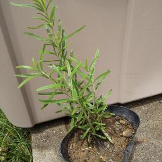 決定しました。ローズマリーAの画像