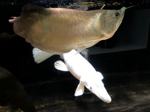 シルバーアロワナ　ウルトラショート