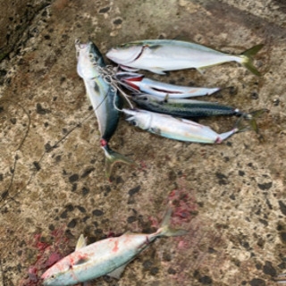 釣り仲間募集です。