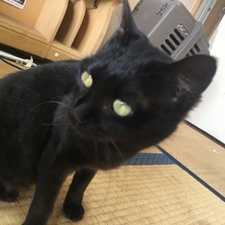 黒猫　メス　１歳半 - 高島市