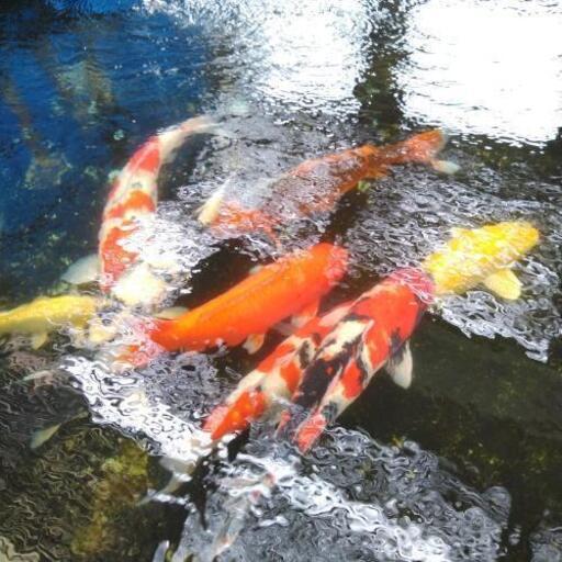 錦鯉販売。自宅池施工、浄化槽工事 (ラヴァンス) 箸尾のその他の 錦鯉販売。自宅池施工、浄化槽工事 (ラヴァンス) 箸尾のその他の