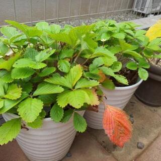 苺の苗と鉢セット★(3つあります)