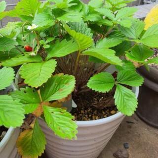 苺の苗と鉢セット★(3つあります)の画像