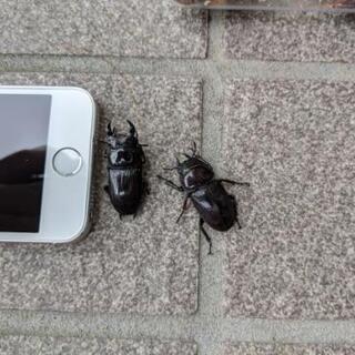 オオクワガタ【超小型ペア】の画像