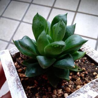 多肉植物　ハオルチア　の画像