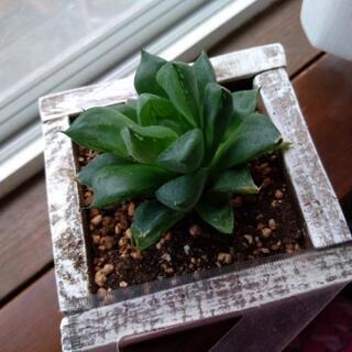 多肉植物　ハオルチア　の画像