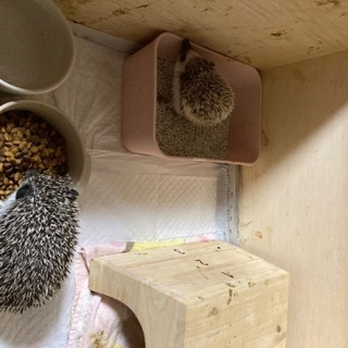 ハリネズミ