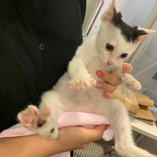 【大至急!!!】生後2〜3ヶ月　白黒猫ちゃん