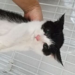 決まりました！生後３ヶ月。No.52くん。♂。